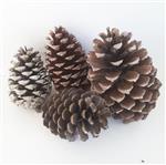 Piñas deco 4u